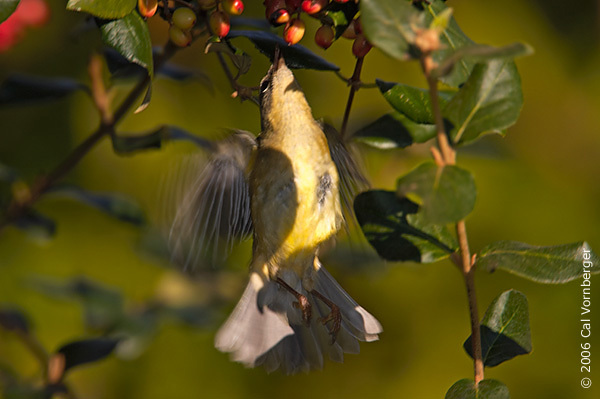 Parulidae