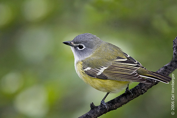 Vireo solitarius