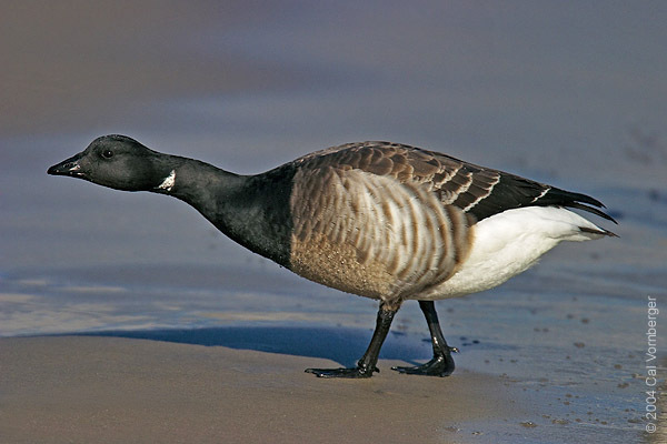 brandtgoose