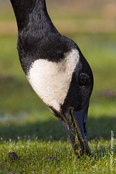 Branta canadensis