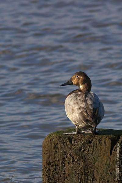 canvasbackfemale