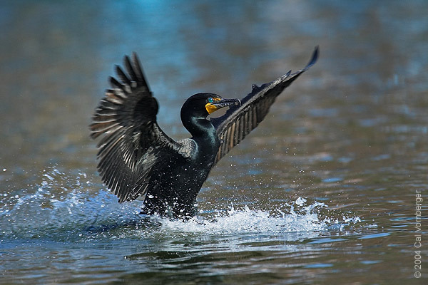 Phalacrocorax