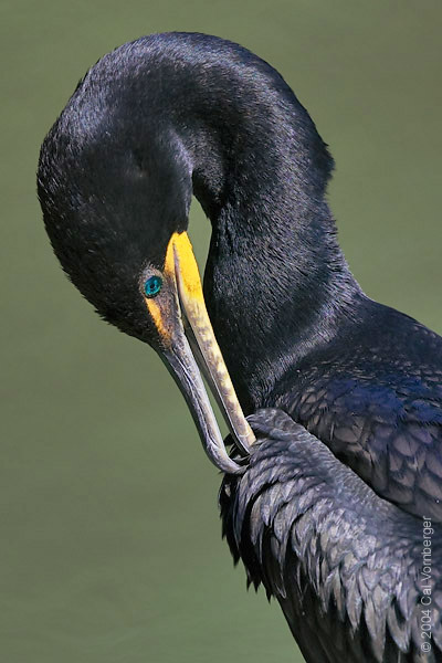 cormorant7_preen