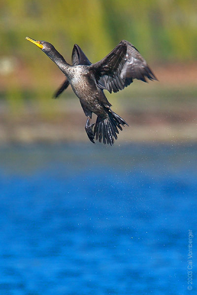 Phalacrocorax auritus