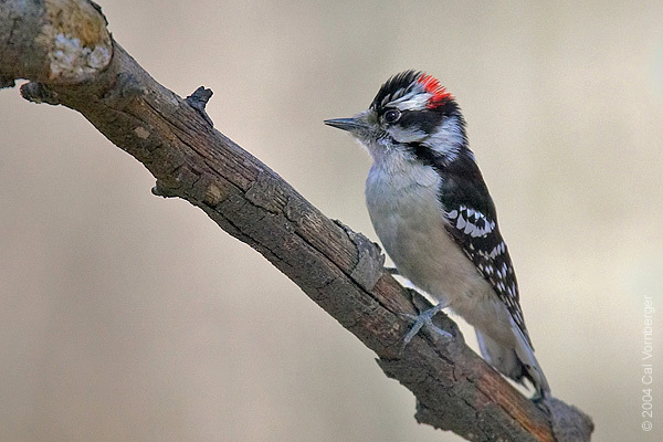 Picoides pubescens