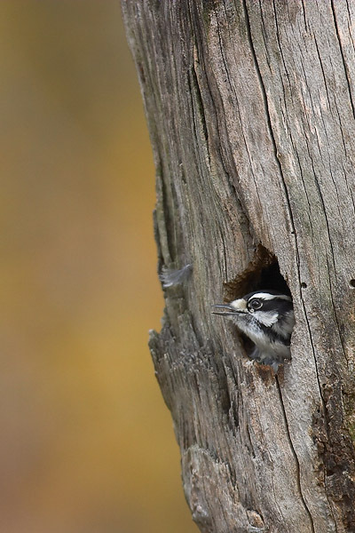 Picoides pubescens