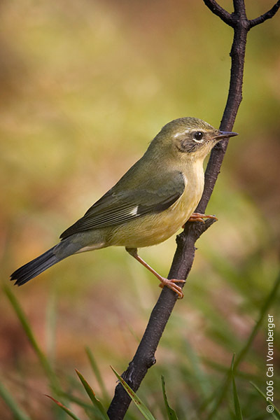 Dendroica caerulescens