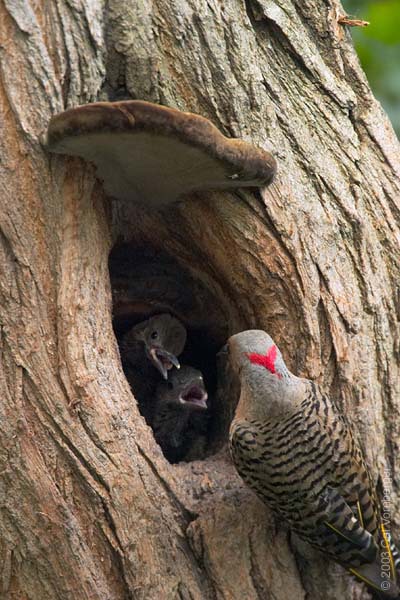 Piciformes