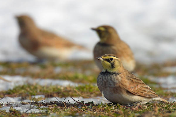 Alaudidae