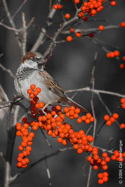 Passer domesticus