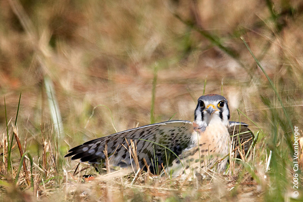 Falconidae