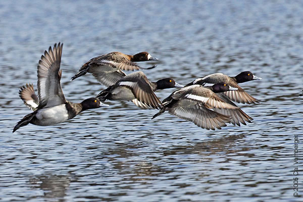 Anseriformes