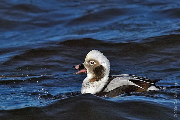 Clangula hyemalis