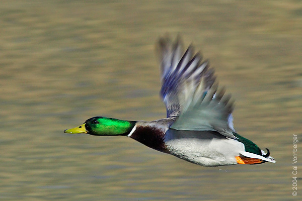 mallard_maleflight