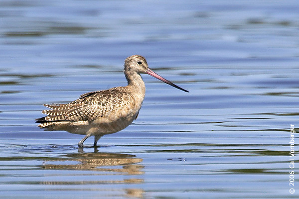 Marbled Godwit