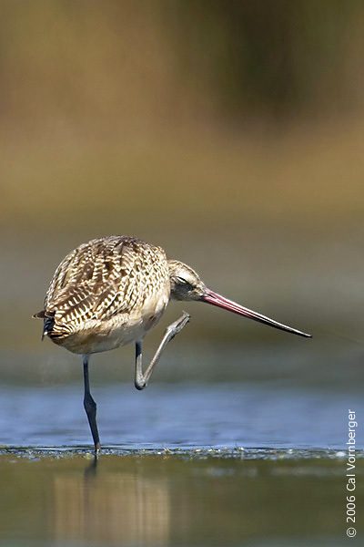 Limosa fedoa