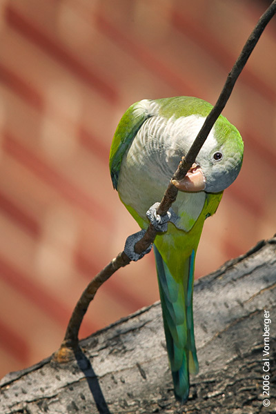 monkparakeet15