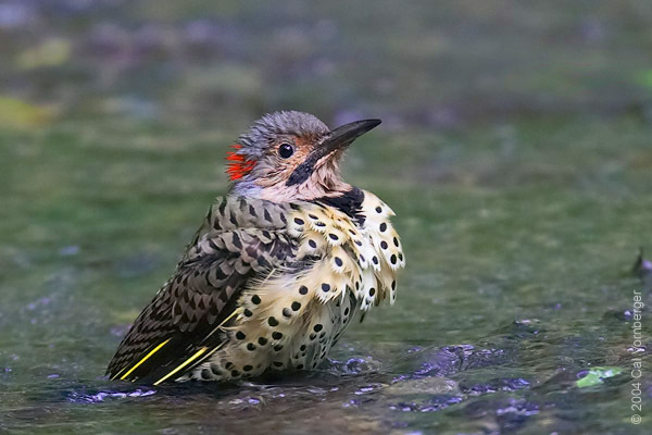 Colaptes auratus