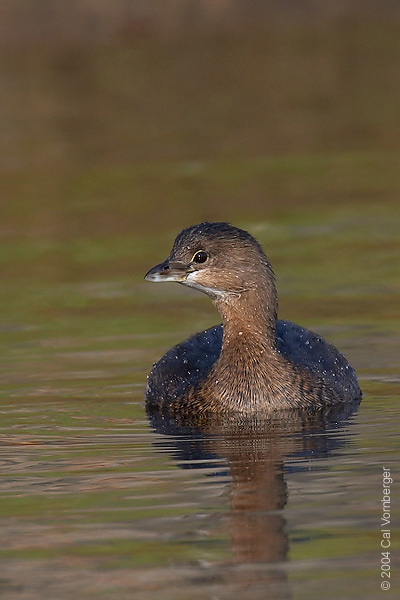 piedbillgrebe2