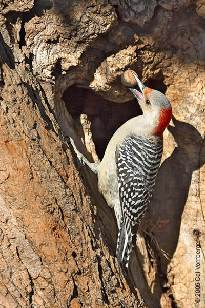 redbellywoodpeckerwacorn