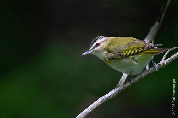 Vireo olivaceus