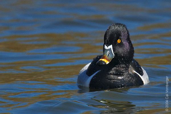 Anseriformes