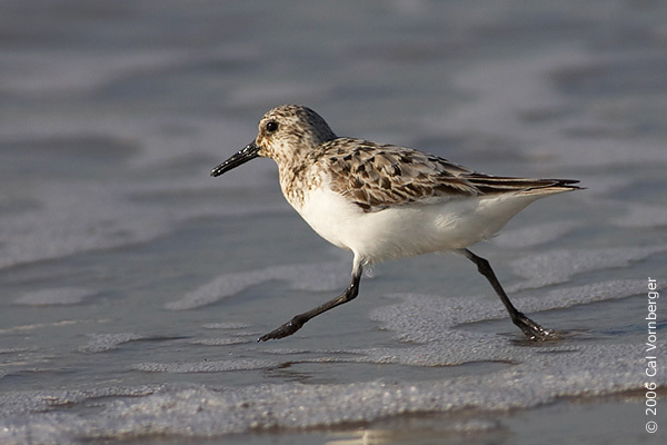 Calidris alba