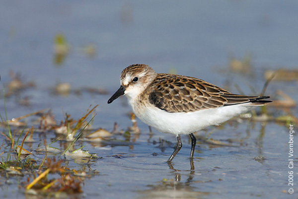 Calidris pusilla