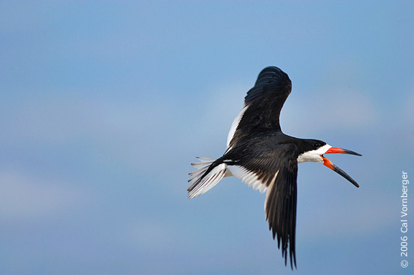 zoology - What species is this black, blue and white bird