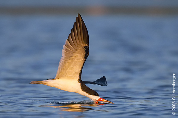 Charadriiformes