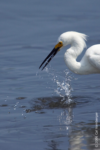 Egretta thula