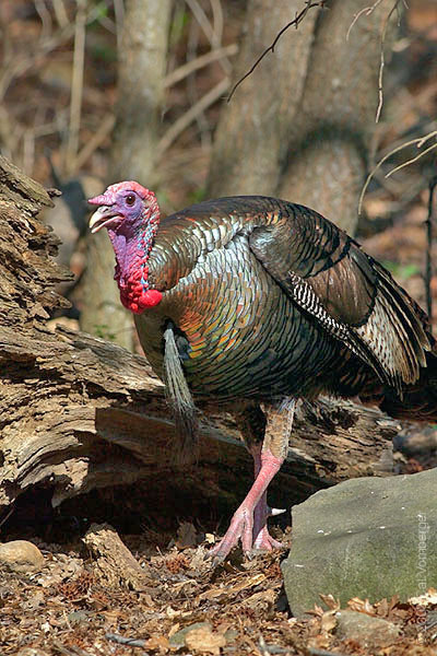 Meleagris gallopavo