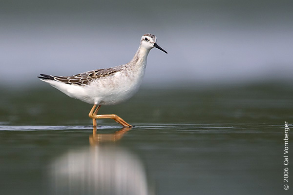 Phalaropus tricolor