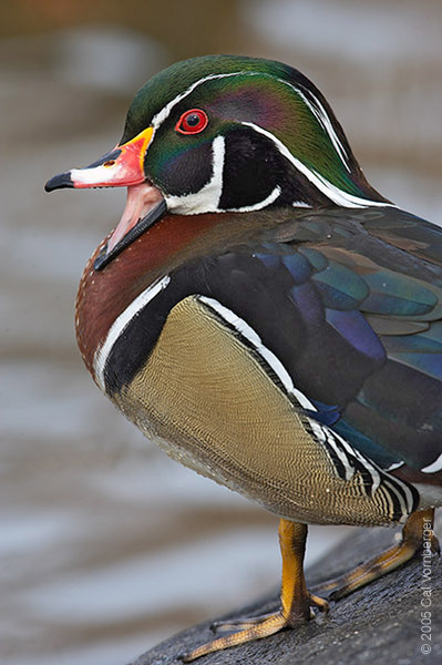 woodduck_malegape