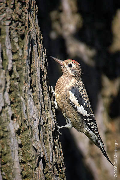 Sphyrapicus varius