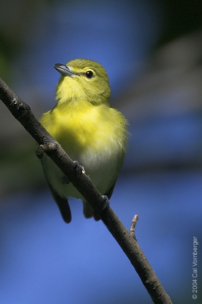 Vireo