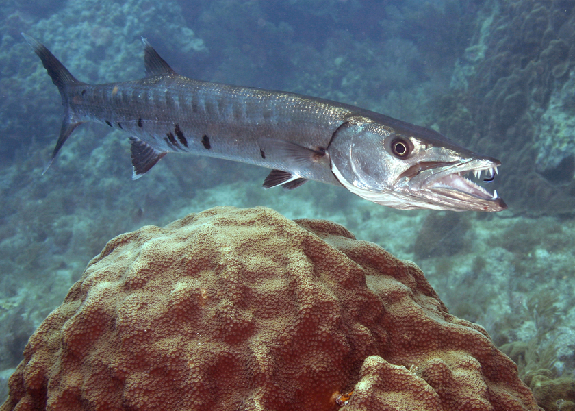 Sphyraena barracuda