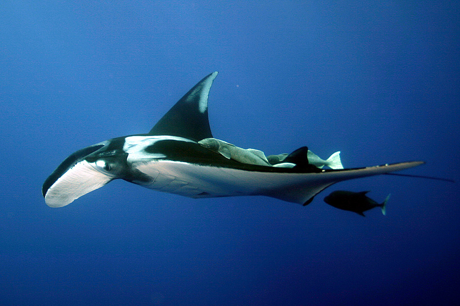 Manta birostris