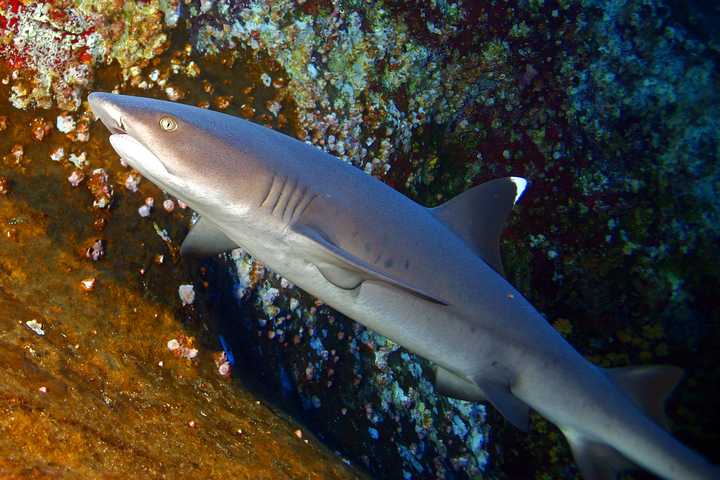 Photo of Triaenodon obesus