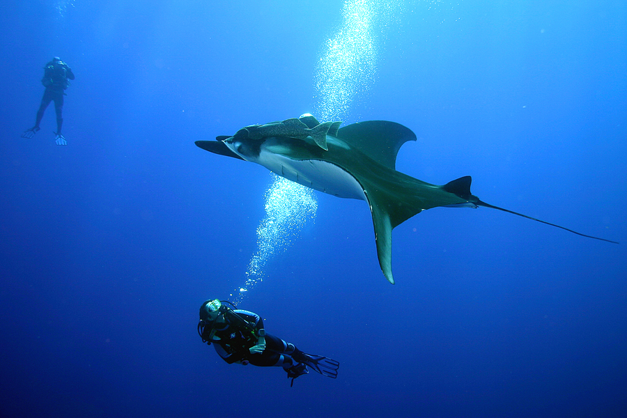 Chondrichthyes