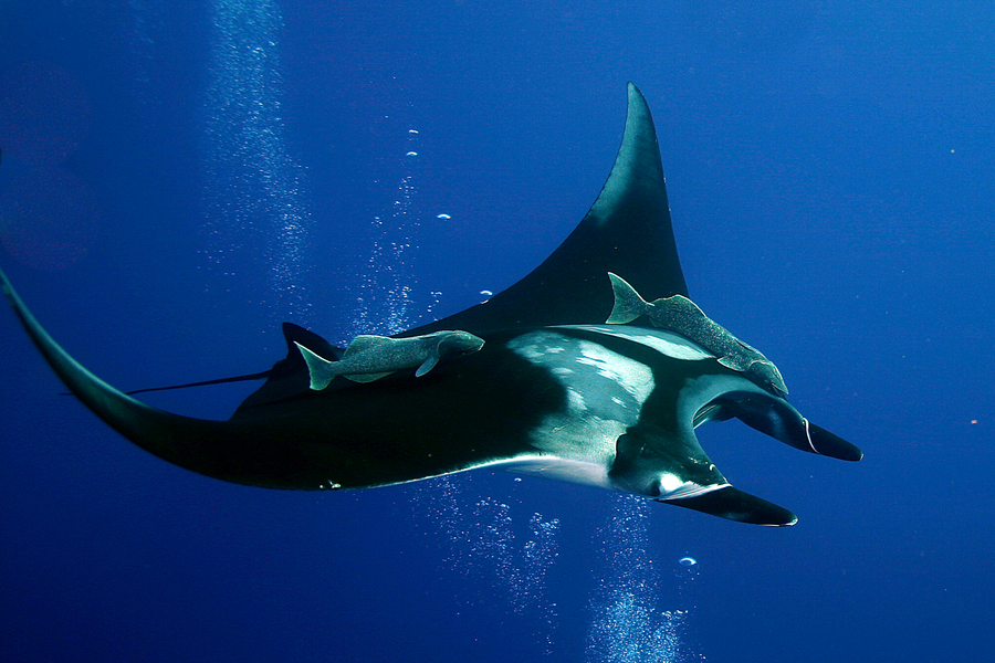 Manta birostris