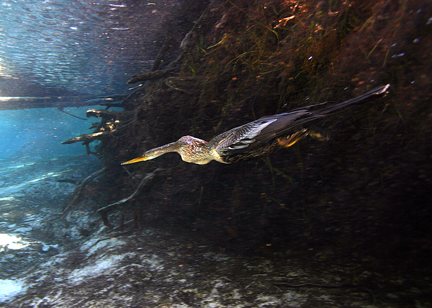 Anhinga anhinga