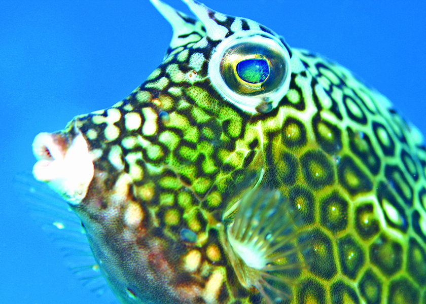 honeycombcowfish