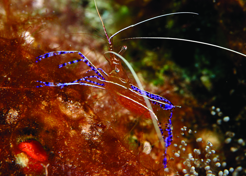 pedersonshrimp