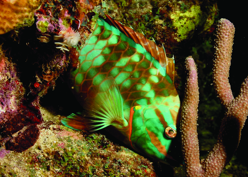 redbandparrotfish
