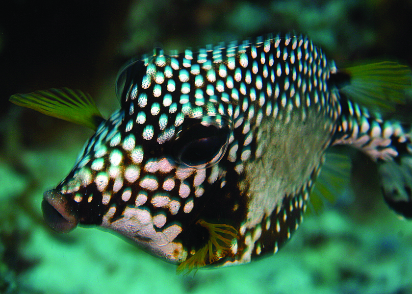 smoothtrunkfish