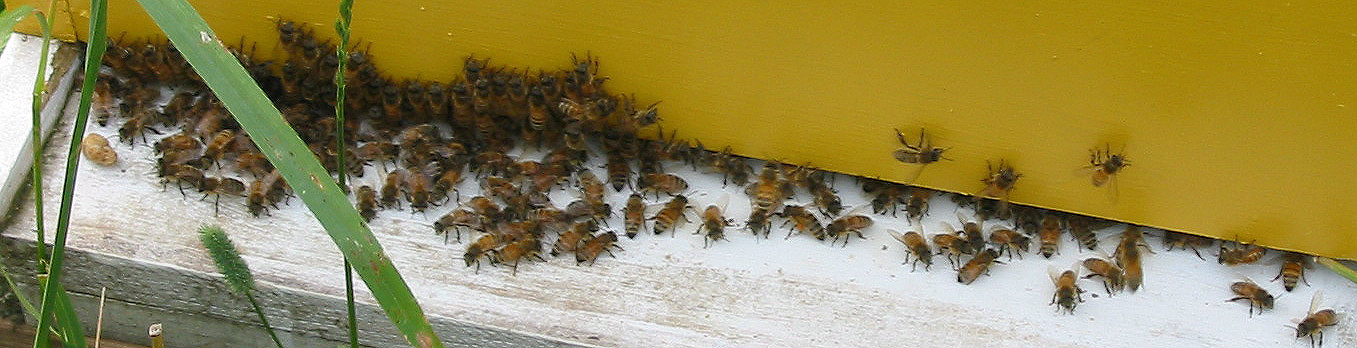Western Honey Bee (Apis mellifera) Dimensions & Drawings