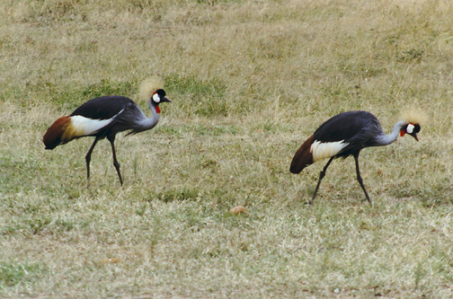 Balearica regulorum