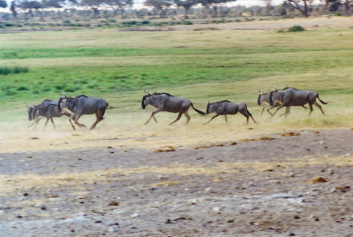 Connochaetes taurinus