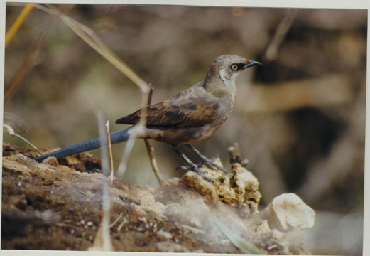 cosmopsarus_unicolor1